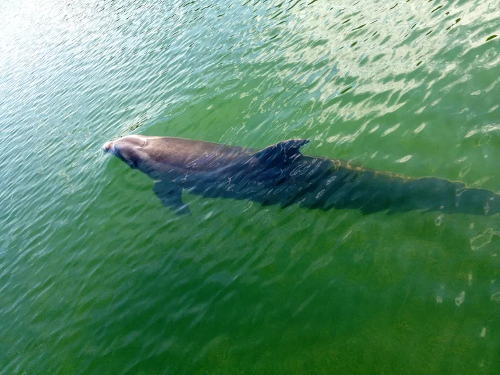 Delfín nadando cerca de la superficie en agua verde clara