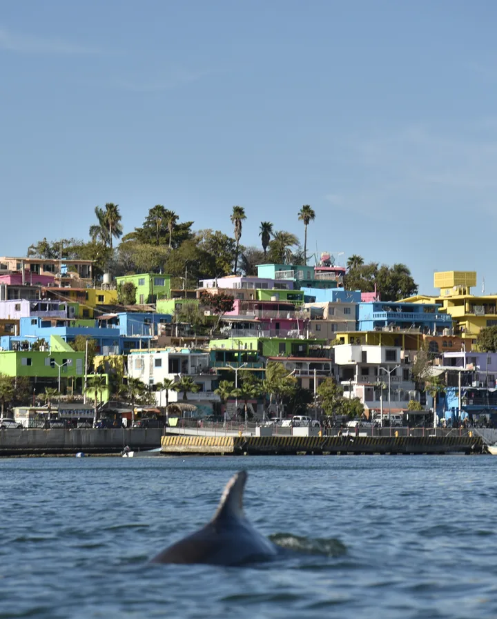 Aleta dorsal de un delfín emergiendo del agua frente a un poblado de casas de colores sobre un cerro junto al muelle