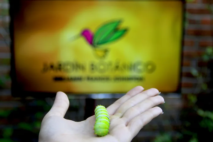 Mano sosteniendo una oruga verde frente al letrero desenfocado de un jardín botánico