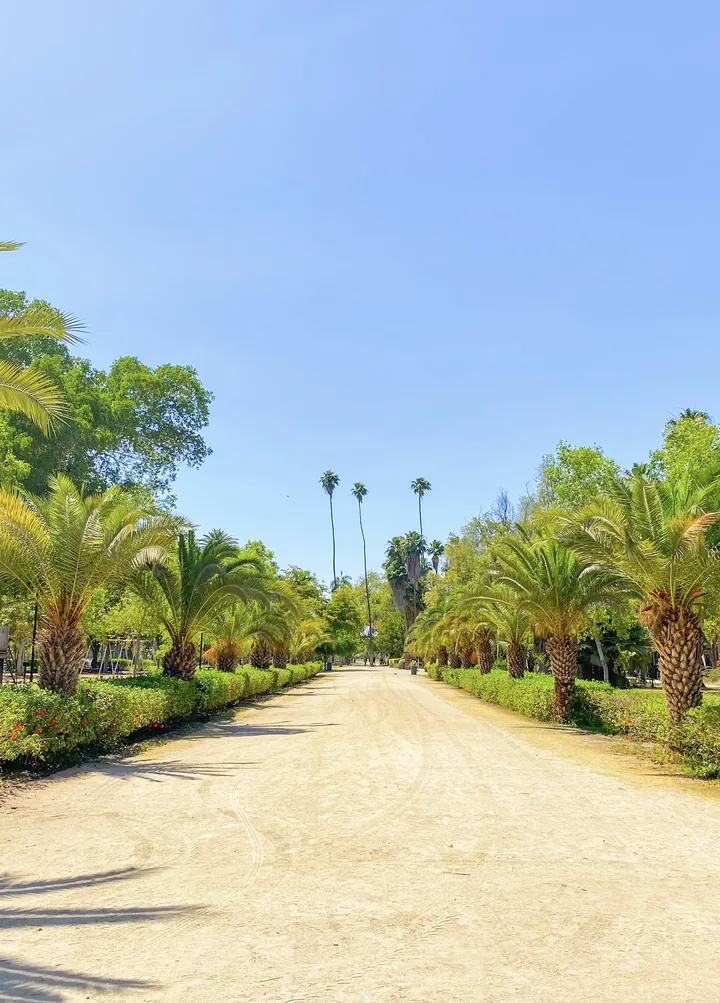 Calzada de terracería bordeada de palmeras y setos con flores en un parque urbano